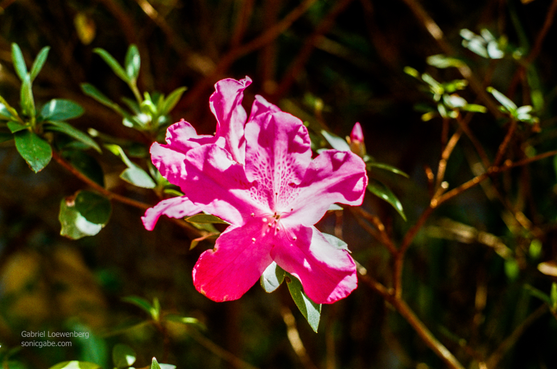 An azalea from the front yard.